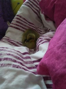 IMG 20180519 0706583 scaled 225x300 - Fotos