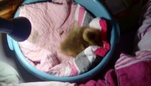 IMG 20180519 202537 300x171 - Fotos