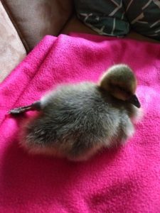 IMG 20180527 1358491 scaled 225x300 - Fotos