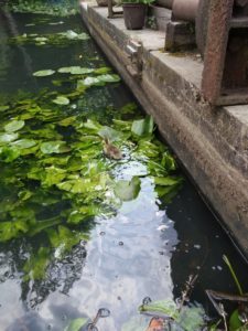 IMG 20180527 1507256 scaled 225x300 - Fotos