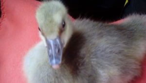 IMG 20180602 125757 300x171 - Fotos