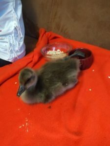 IMG 20180605 2006101 scaled 225x300 - Fotos