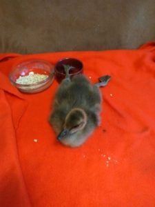 IMG 20180605 2006445 scaled 225x300 - Fotos