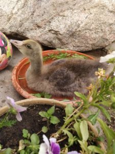 IMG 20180616 1721217 scaled 225x300 - Fotos