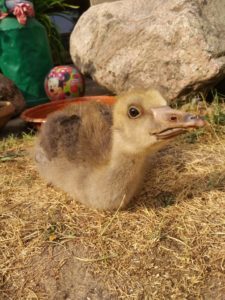 IMG 20180616 1723460 scaled 225x300 - Fotos