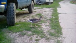 IMG 20180720 200552 300x171 - Fotos