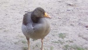 IMG 20180720 201711 300x171 - Fotos