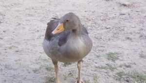 IMG 20180720 201717 300x171 - Fotos