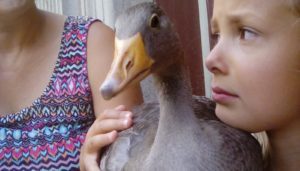 IMG 20180720 201948 300x171 - Fotos