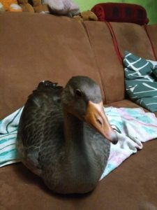 IMG 20180727 2112116 scaled 225x300 - Fotos