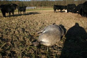 db 119 19871 300x200 - Fotos