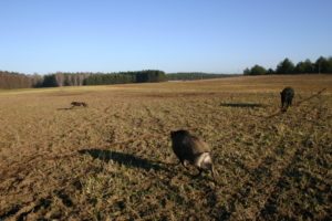 db 119 19981 300x200 - Fotos