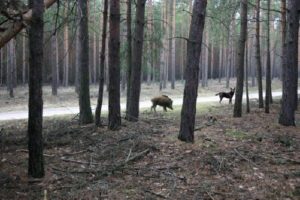 db 1 Puschel   Paul1 300x200 - Fotos