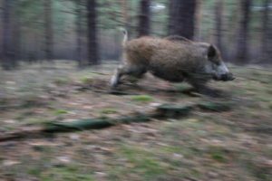 db 4 Puschel auf dem Weg zur Freundin21 300x200 - Fotos