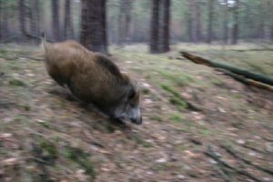 db 5 Puschel auf dem Weg zur Freundin31 300x200 - Fotos