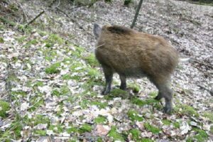 db 7 Jetzt ist Paul weg1 300x200 - Fotos