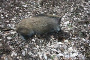 db 8 Pause1 300x200 - Fotos