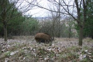 db 9 Wo sind die Truffel1 300x200 - Fotos