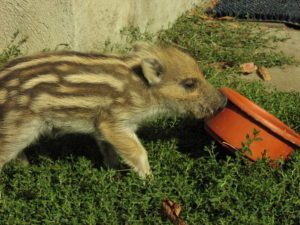 db Puschel Napf1 300x225 - Fotos