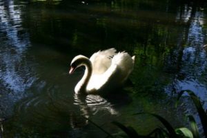 Schwan Teich