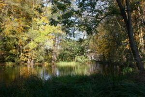 Teich Obermühle Wald