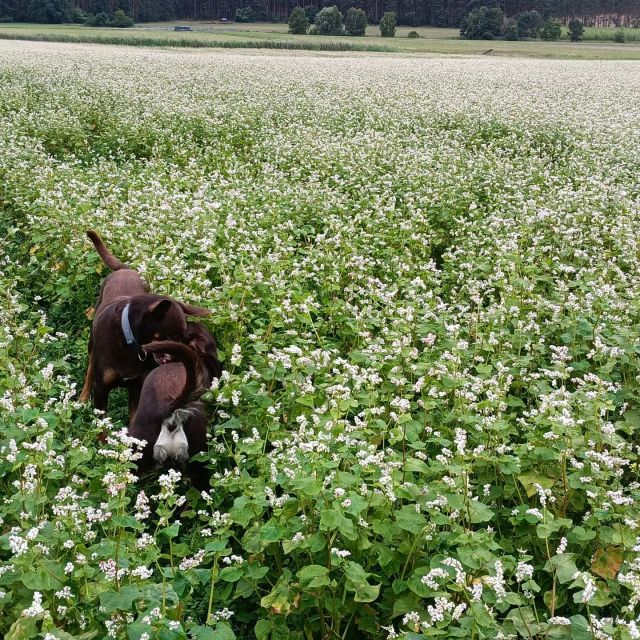 Unser Buchweizen Feld. Ist interessant für einen Imker. Ist der Nahrungsbuchweizen woraus auch Mehl gemahlen werden kann.